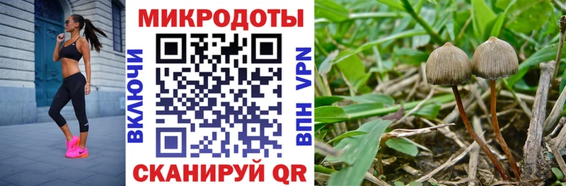 Псилоцибиновые грибы Psilocybine cubensis цена Кириллов